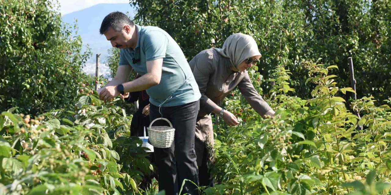 Tarladan Sofraya Kadın Eli