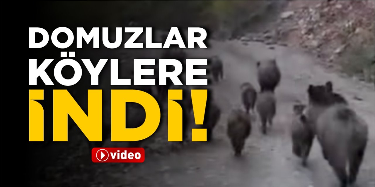 Domuzlar köylere indi!