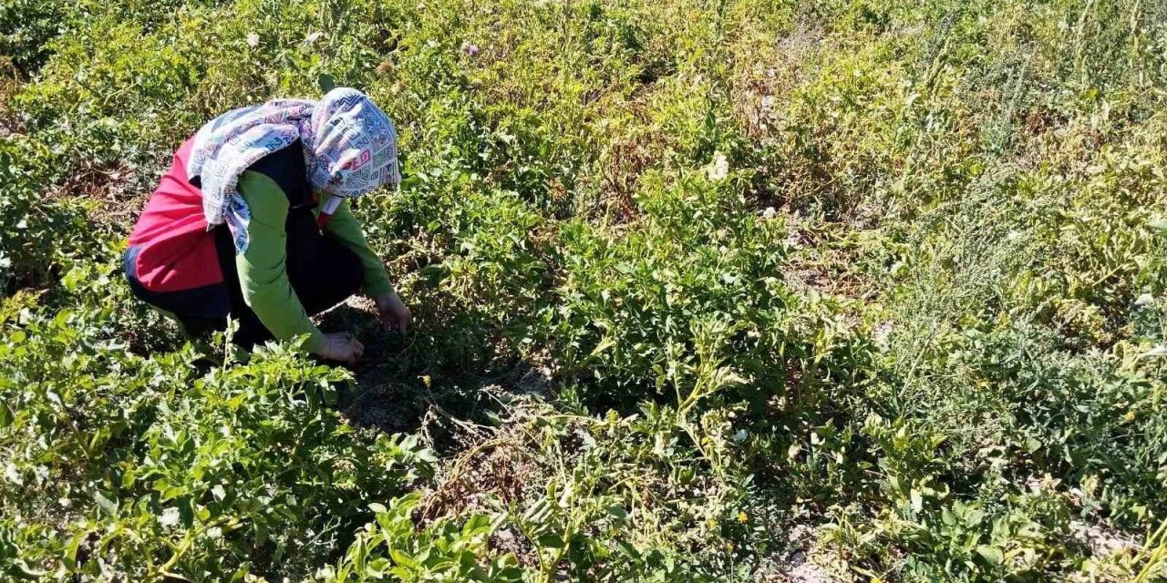 Patates Üretimi Yapılan Alanlarda Hastalık Ve Zararlı Surveyleri Yapıldı