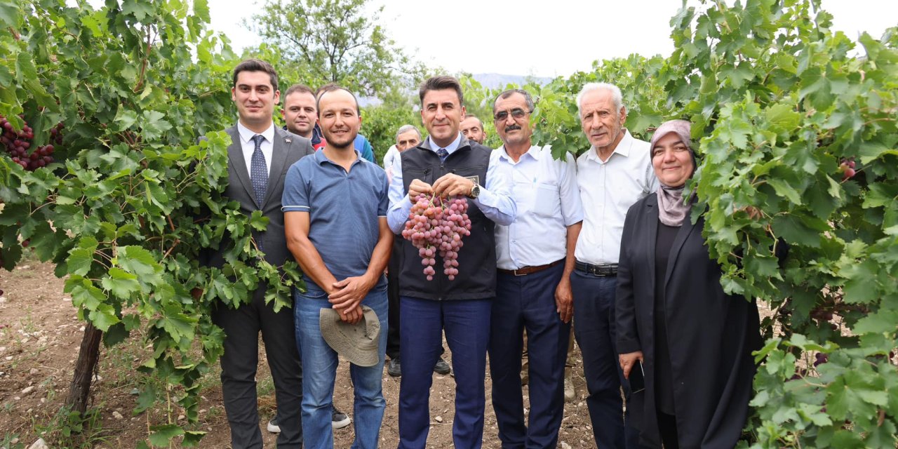 Harmanköy'de Üzüm Hasadı