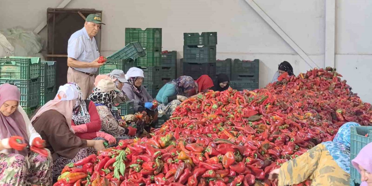 Kadınların Ürettiği Salçalar Hollanda’ya İhraç Ediliyor