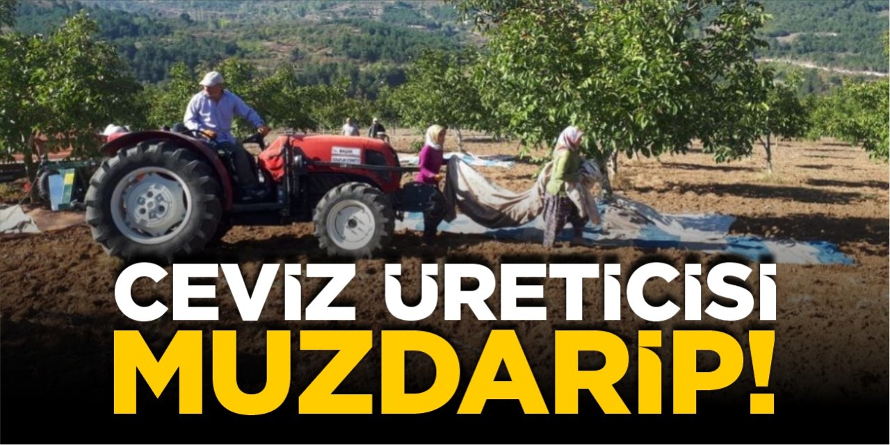 Ceviz üreticisi muzdarip!