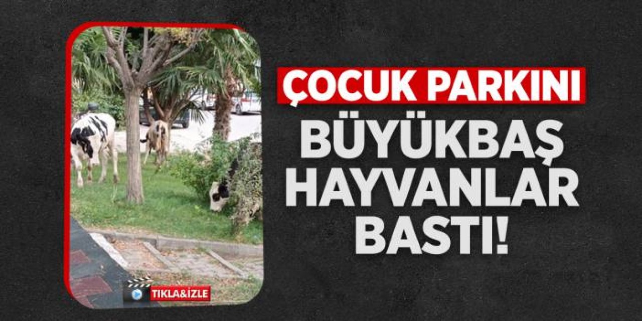 Bilecik'te Çocuk Parkını Büyükbaş Hayvanlar Bastı: Vatandaşlar Şokta