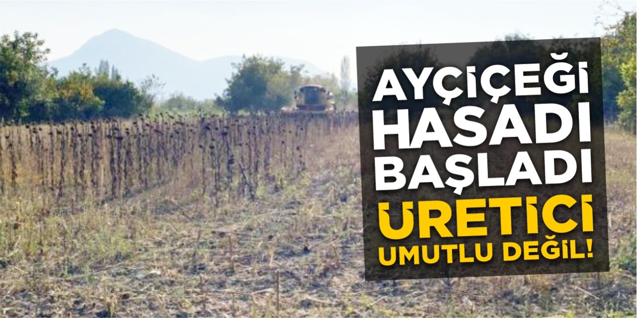 Bilecik’te ayçiçeği hasadı başladı! Üretici umutlu değil!