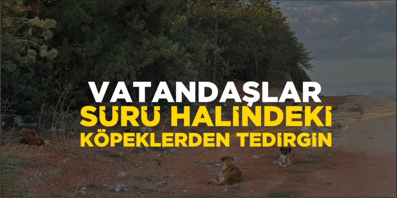 Vatandaşlar Sürü Halindeki Köpeklerden Tedirgin