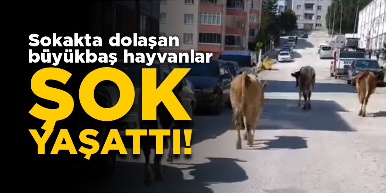 Sokakta dolaşan büyükbaş hayvanlar şok yaşattı