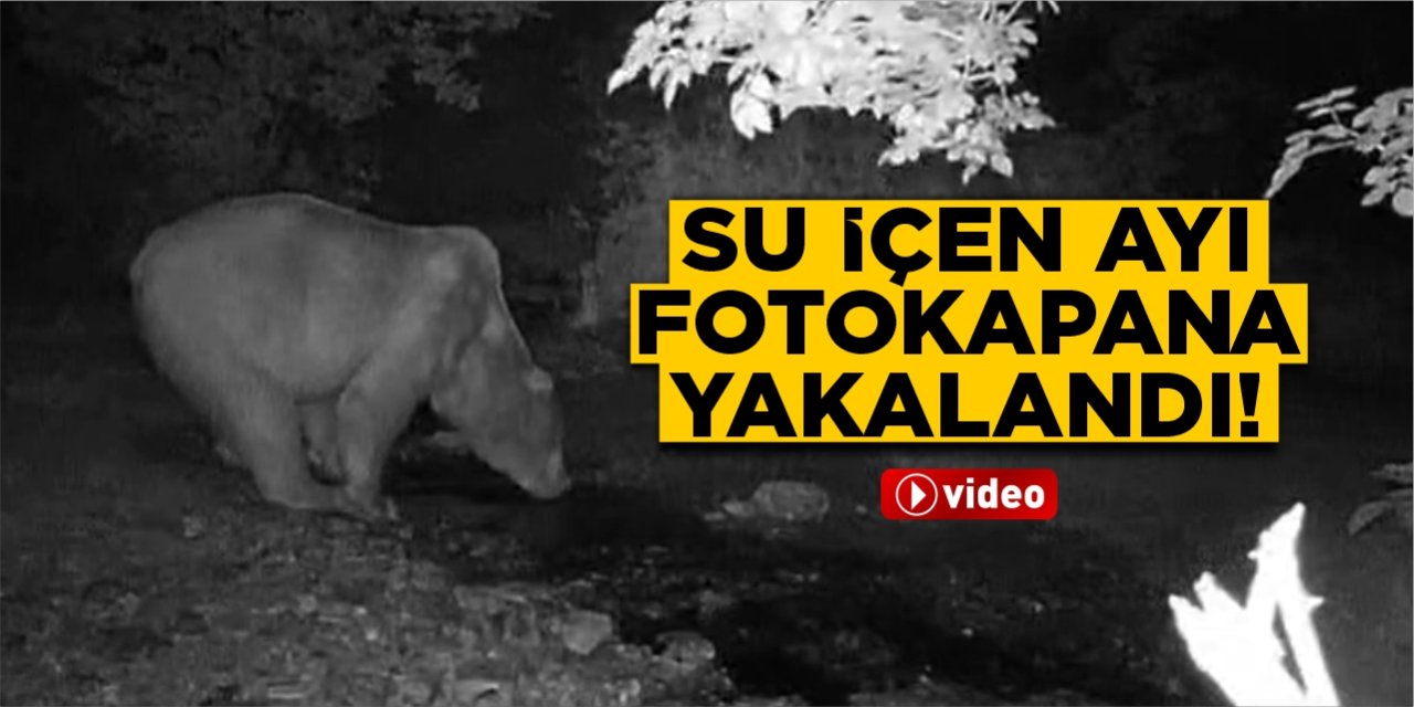 Su içen ayı fotokapana yakalandı!