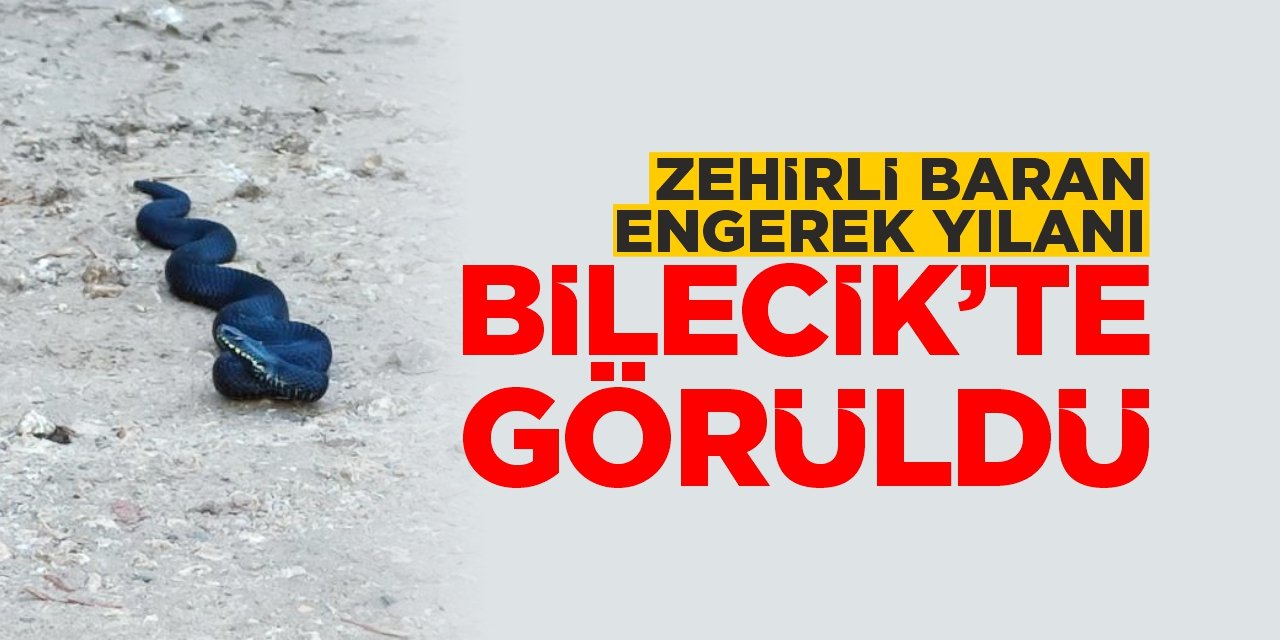 Bilecik’te zehirli baran engerek yılanı görüldü