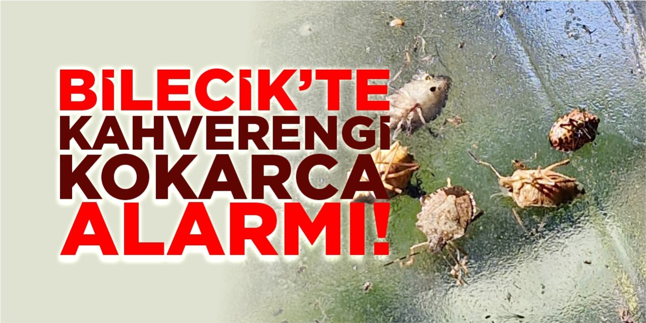 Bilecik'te kahverengi kokarca alarmı!