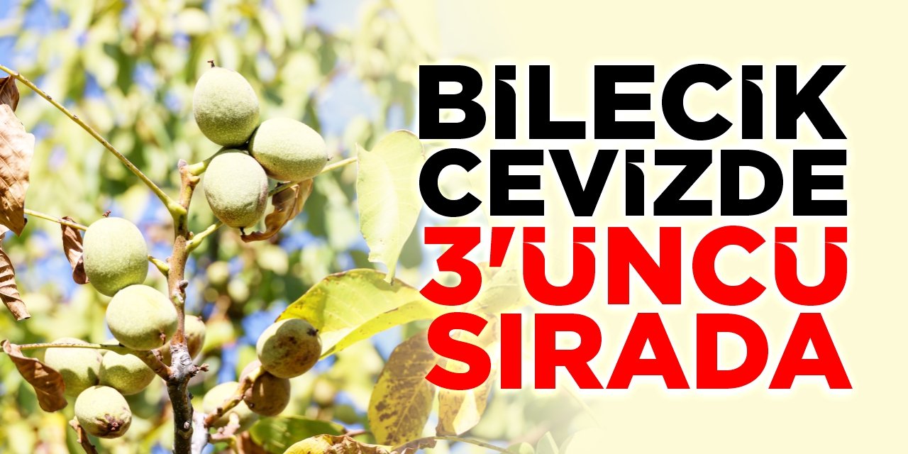 Bilecik cevizde 3'üncü sırada