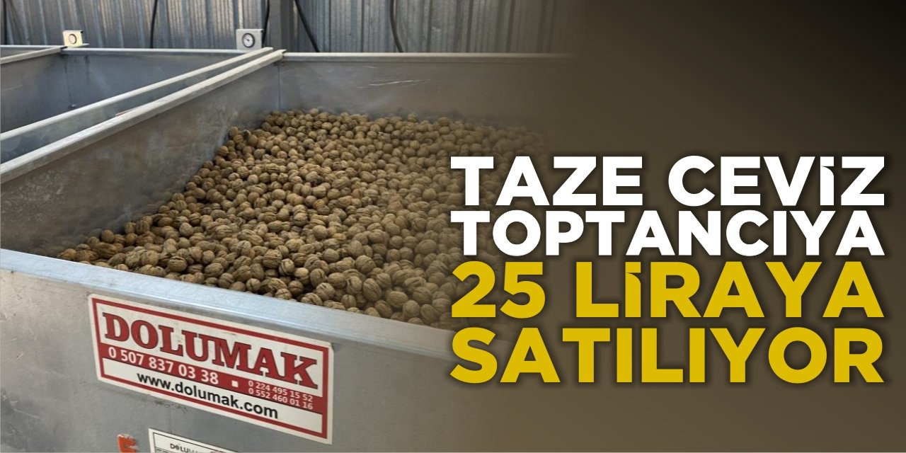 Taze Ceviz Toptan 25 Liraya Satılıyor