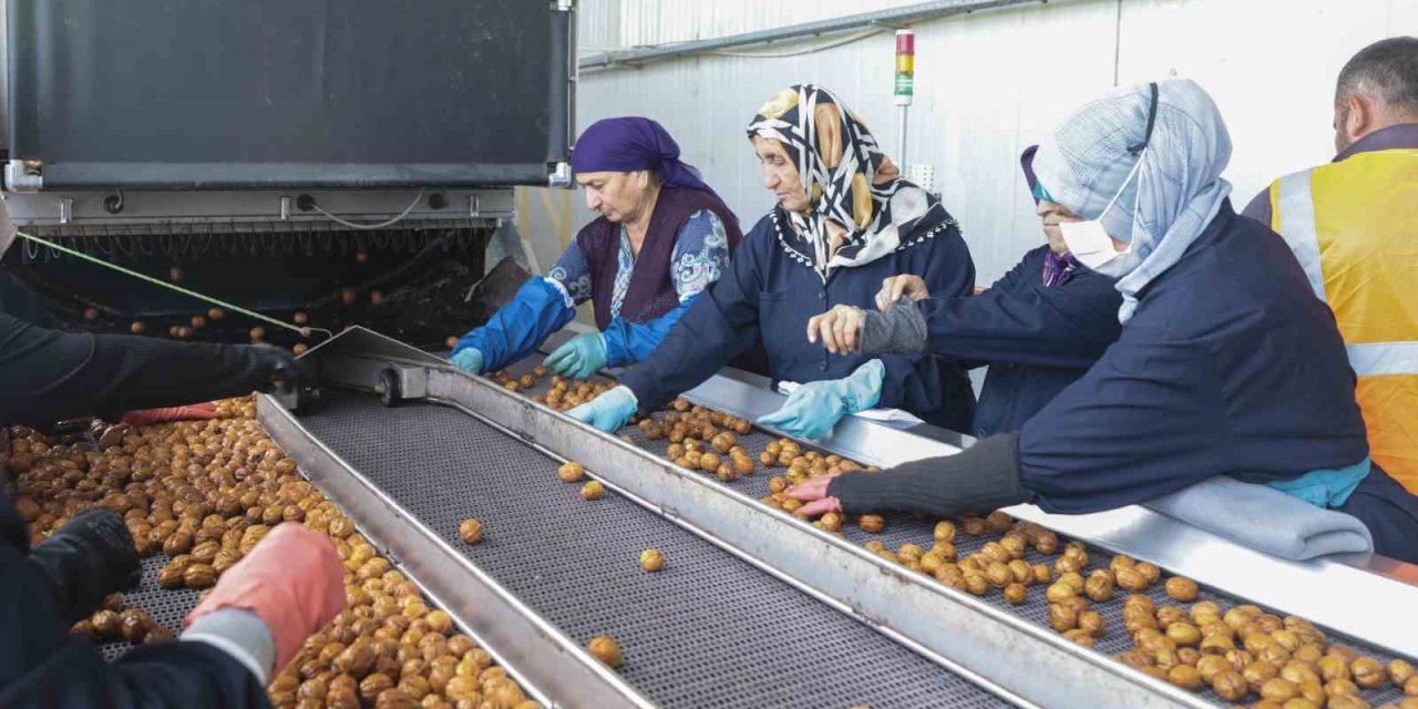 Ceviz Hasadından 60 Bin Ton Rekolte Bekleniyor