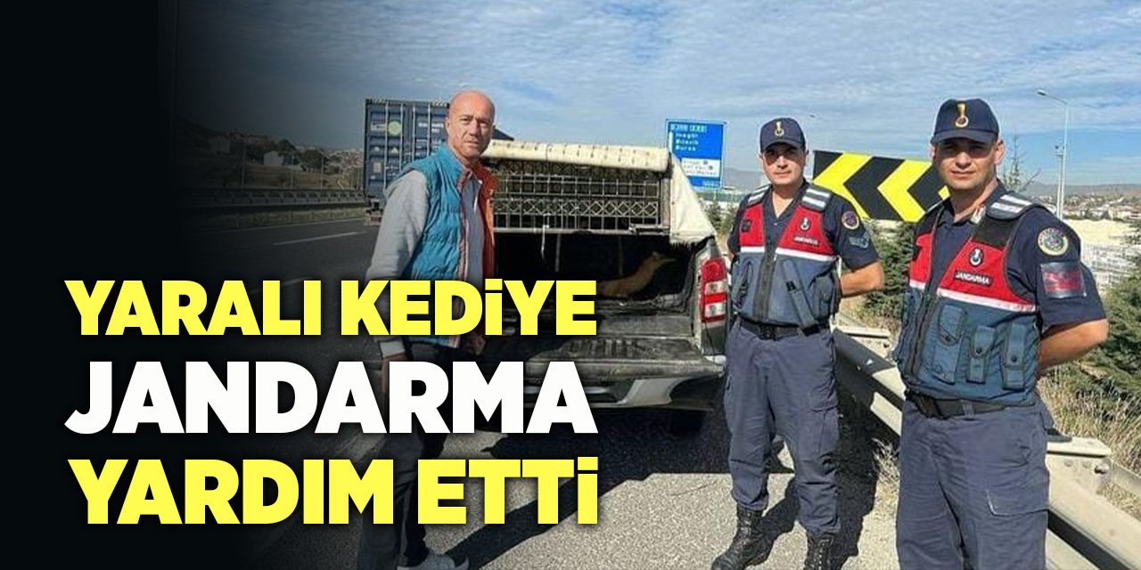 Yaralı Kediye Jandarma Yardım Etti