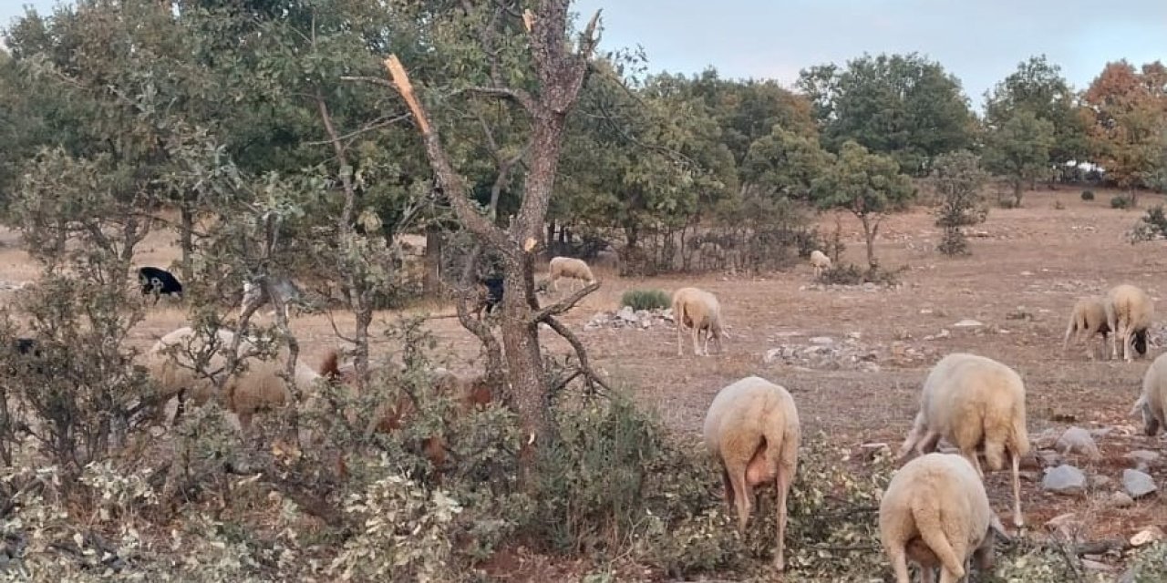 Ayı Koyunu Parçaladı, Çobanlar Tedirgin