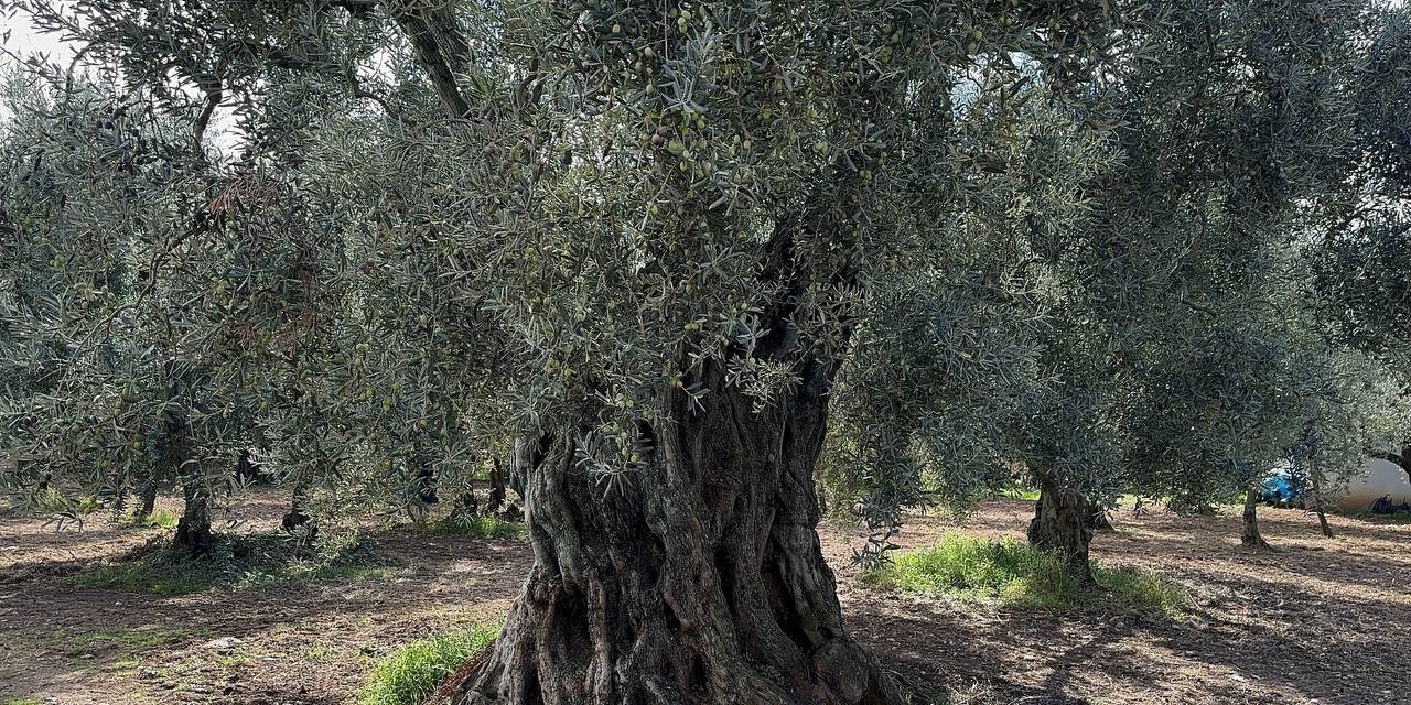 Bin 700 Yıllık Zeytin Ağaçları Hala Ürün Veriyor