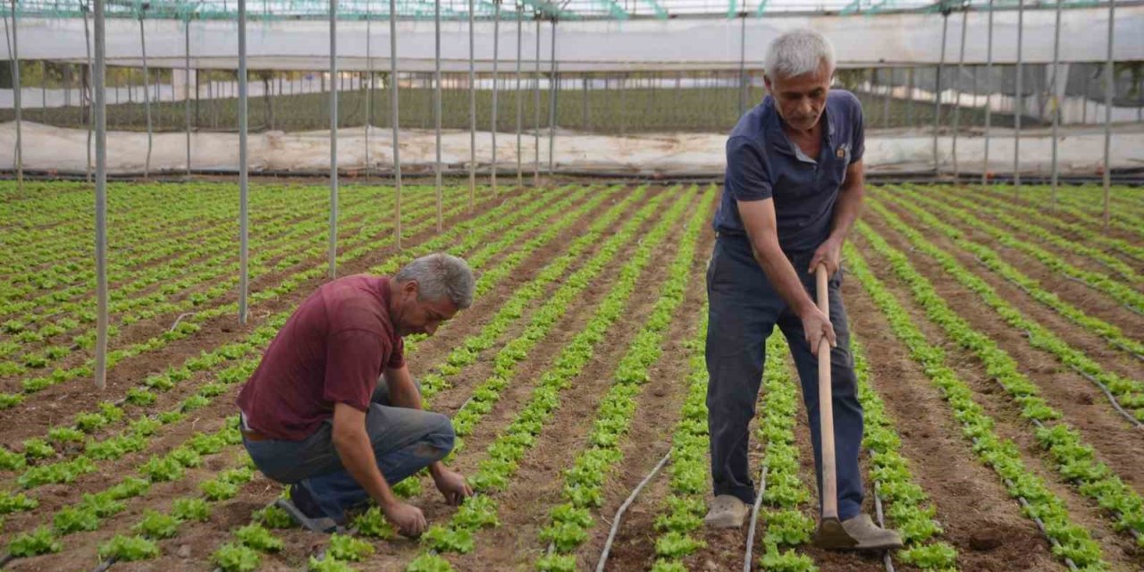 Türkiye’nin Marul İhtiyacının 5’te 1’i Marmara’nın Küçük Antalya’sından Karşılanıyor