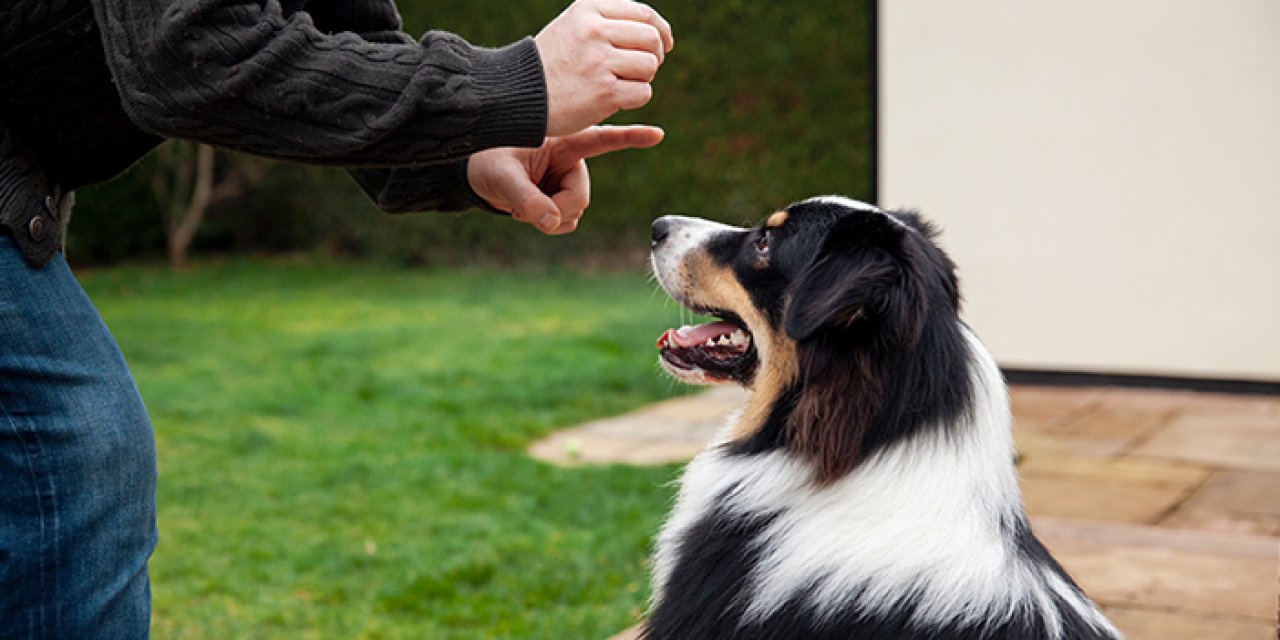 Köpeğinizin Sosyal Yeteneklerini Geliştirmenin Püf Noktaları