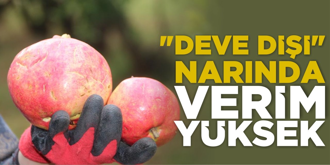 "Deve Dişi" Narında Bu Yıl Verim Yüksek