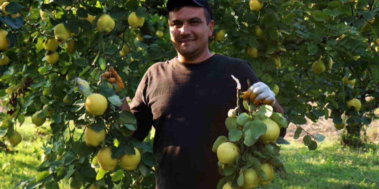 Dalların Altın Sarısında Hasat Zamanı