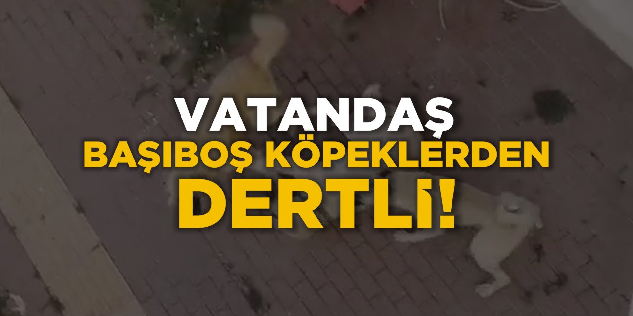 Vatandaş Başıboş Köpeklerden Dertli