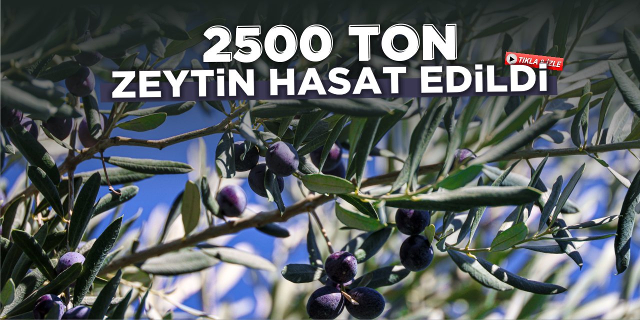 2.500 ton zeytin hasat edildi