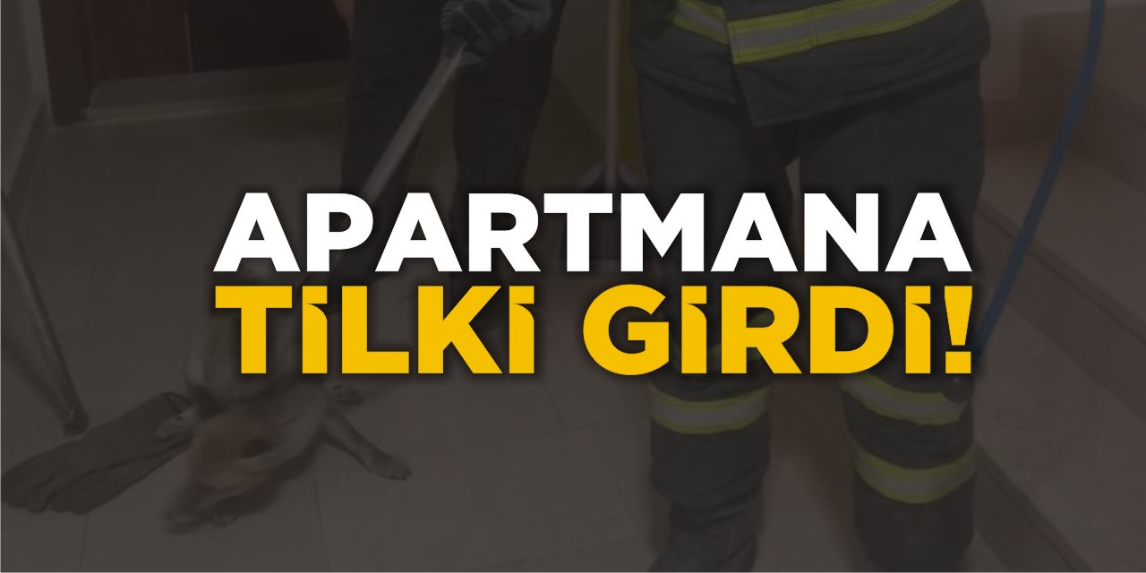 Apartmana Tilki Girdi!