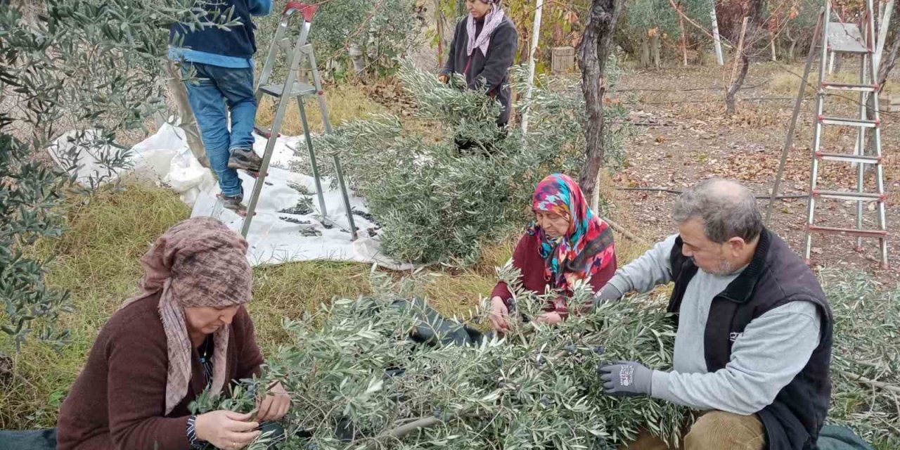 Çiftçiler Dönümden 2 Ton Zeytin Aldı, Yüzleri Güldü