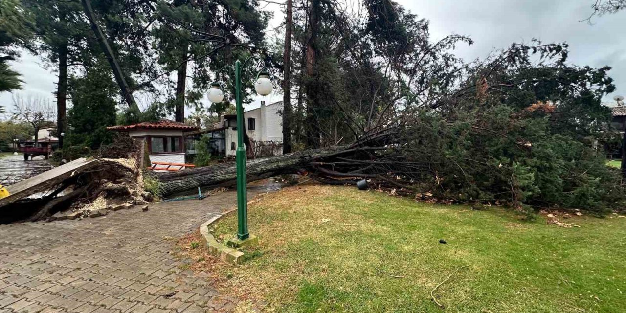 Çam Ağacı Gürültüyle Devrildi