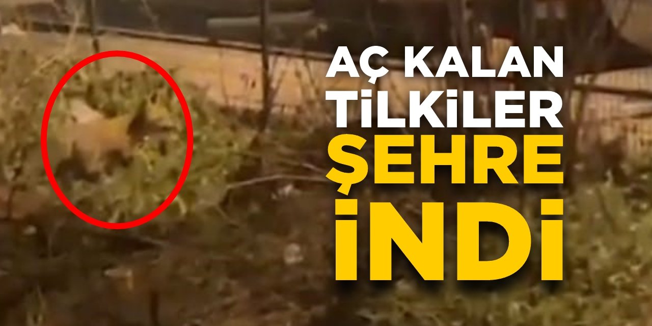 Aç kalan tilkiler şehre indi!