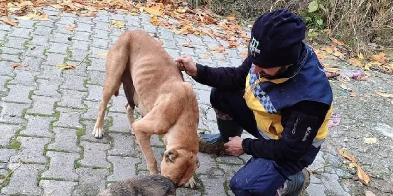 Kanalizasyon Giderine Sıkışan Yavru Köpeği Ekipler Kurtardı