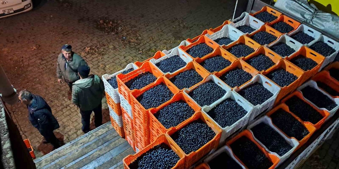 Zeytin Üreticilerinin Tarım Kredi Çilesi