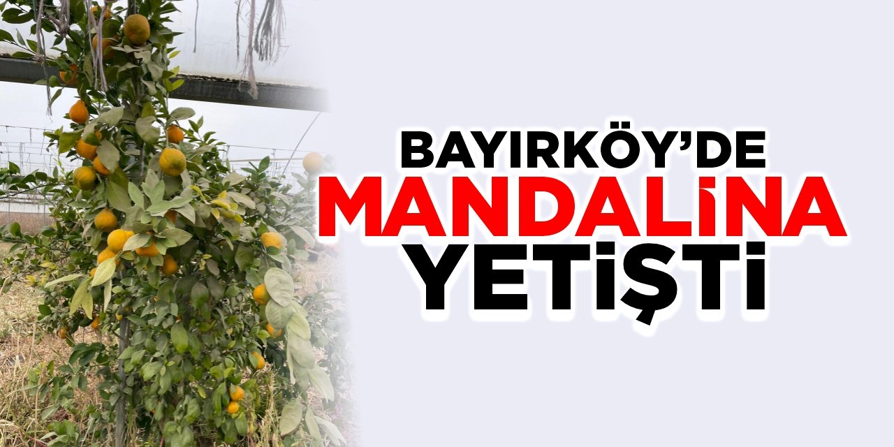 Bayırköy'de mandalina yetişti!