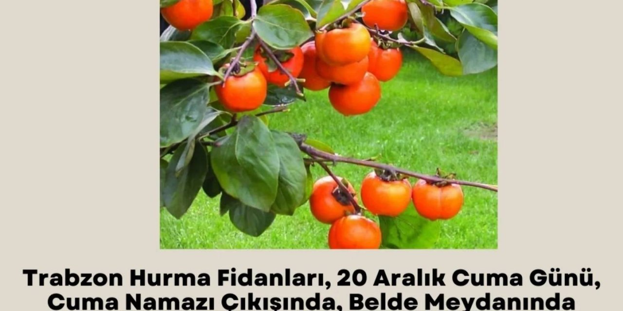 Belediye Hurma Fidanı Dağıtacak