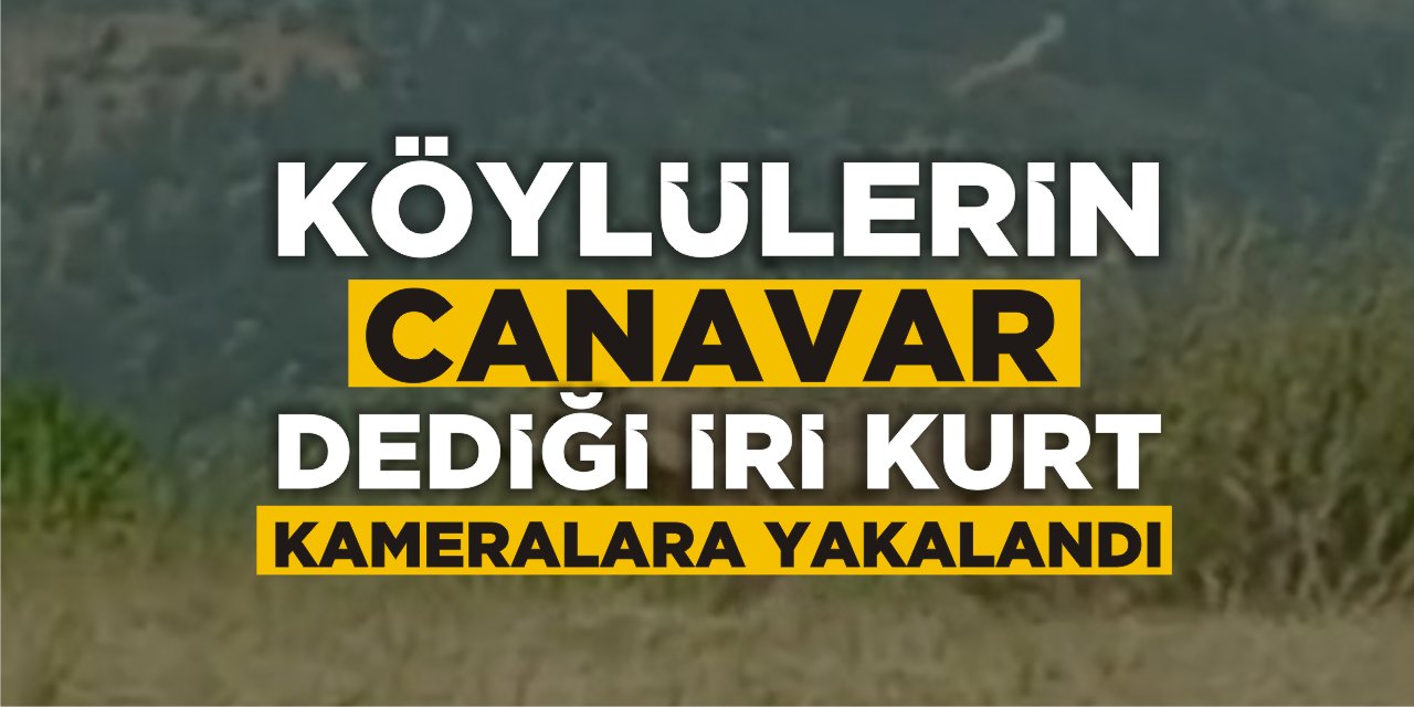 Köylülerin ’canavar’ Dediği İri Kurt Kameralara Yakalandı