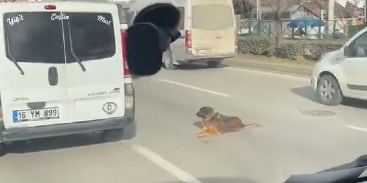 Yolun Ortasında Oturan Köpek Trafiği Kilitledi