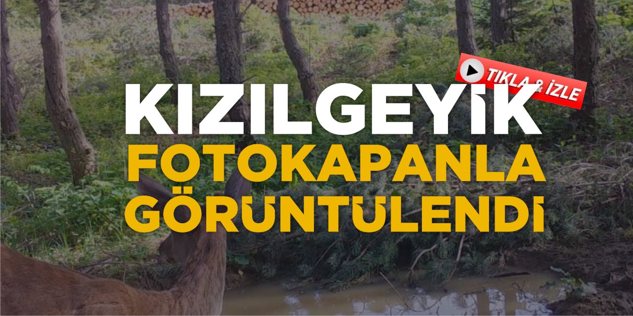 Kızılgeyik Fotokapanla Görüntülendi