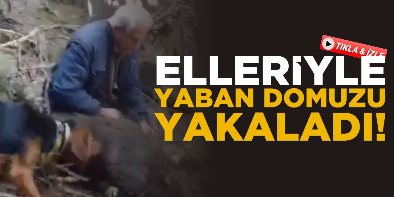 Elleriyle Yaban Domuzu Yakaladı