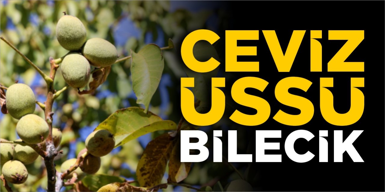 Ceviz üssü Bilecik