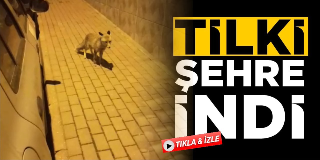 Tilki Şehre İndi!