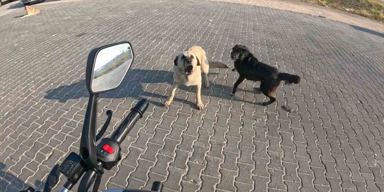 Seyir Halindeki Motosiklete 3 Başıboş Köpeğin Saldırı Anı Kask Kamerasına Yansıdı