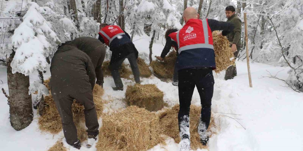 Doğa Koruma Ve Milli Parklar Yaban Hayvanlarını Unutmadı