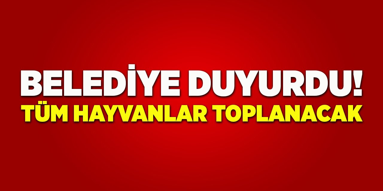 Belediye Duyurdu! Tüm Hayvanlar Toplanacak