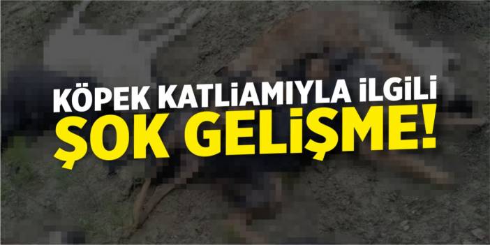 Köpek Katliamında Şok Gelişme