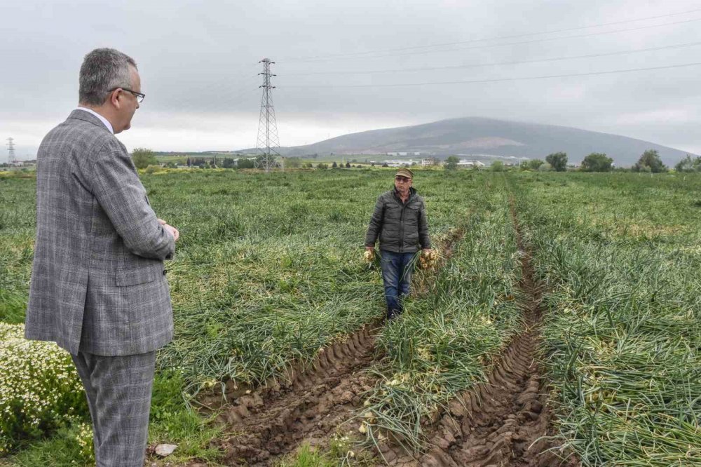 Hasat sonrası soğan fiyatı 7 liraya kadar düşecek