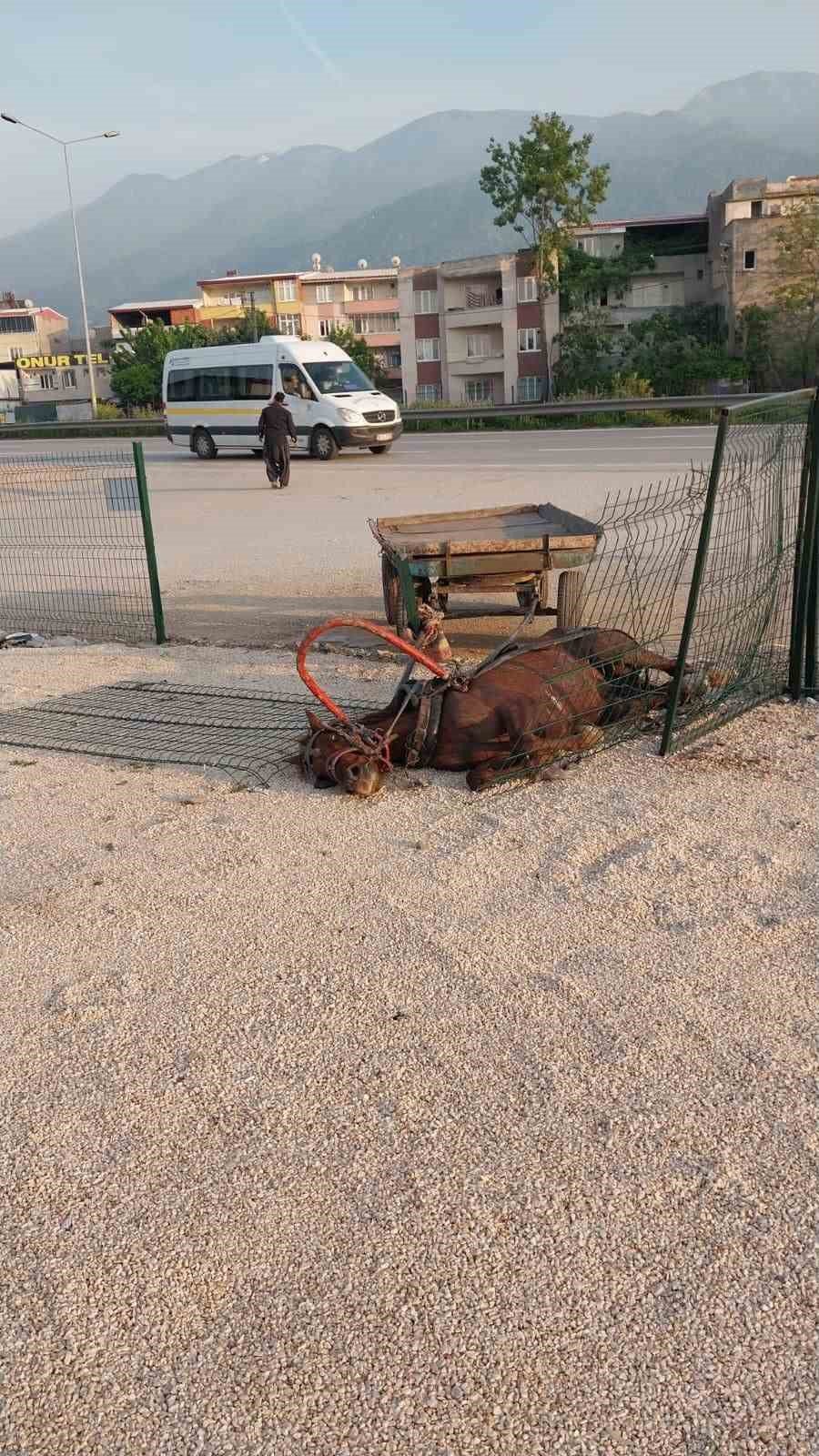 Başıboş at böyle kaza yaptı, telef oldu