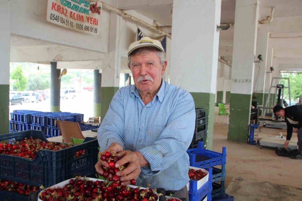 Bilecik’te ilk kiraz hasadı yapıldı