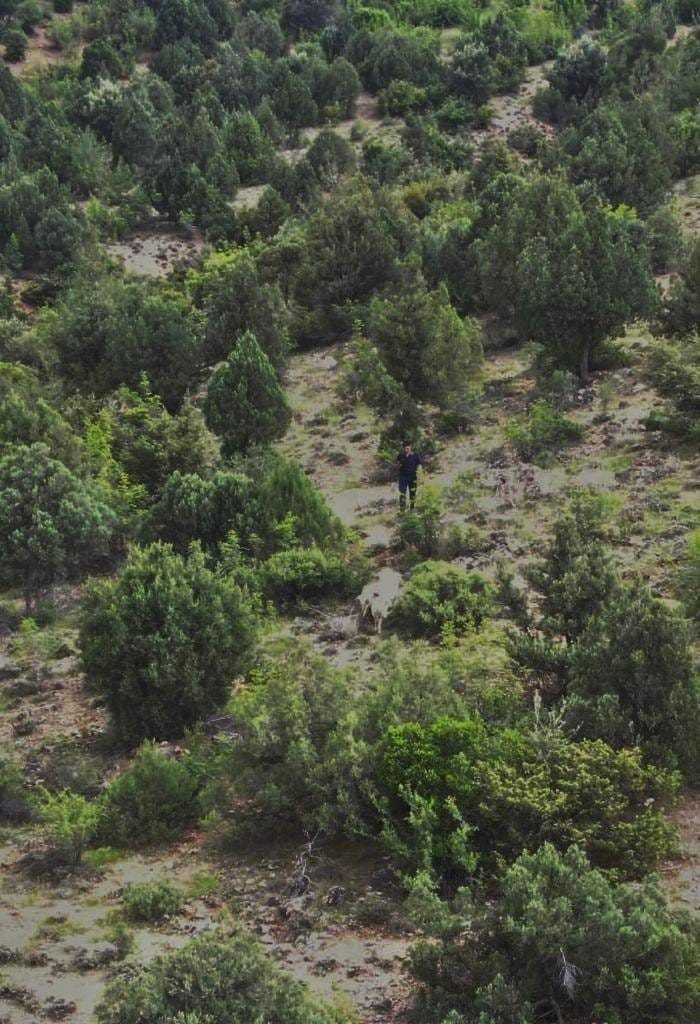 Kaybolan küçükbaş hayvanları jandarma buldu