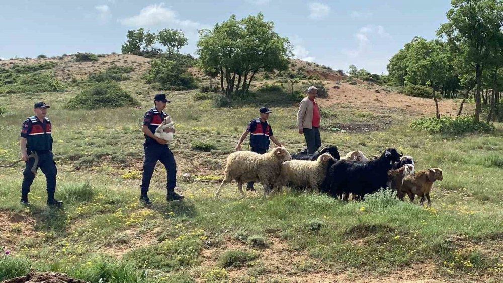 Kaybolan küçükbaş hayvanlar jandarma ekiplerince bulundu