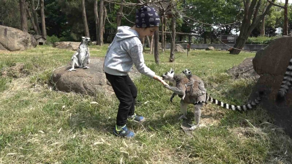 Öğrenciler lemurları elleriyle besledi