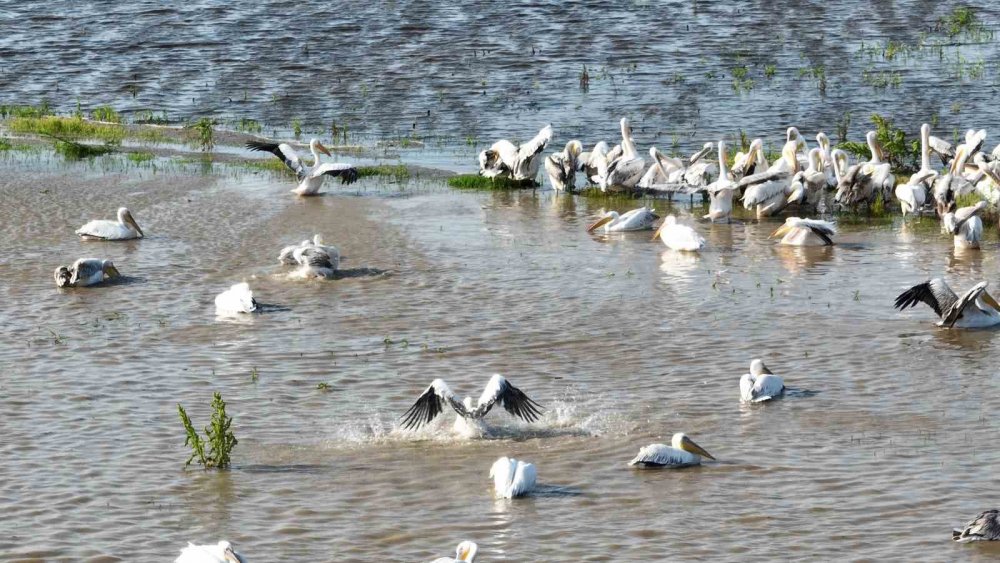 Binlerce kilometre uzaktan geldiler